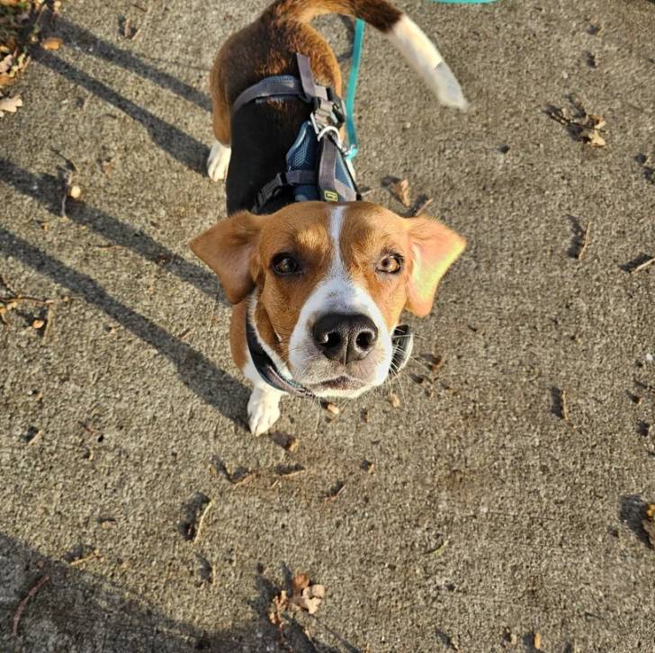 Un Border Beagle sur une surface bétonnée et qui est tenu en laisse