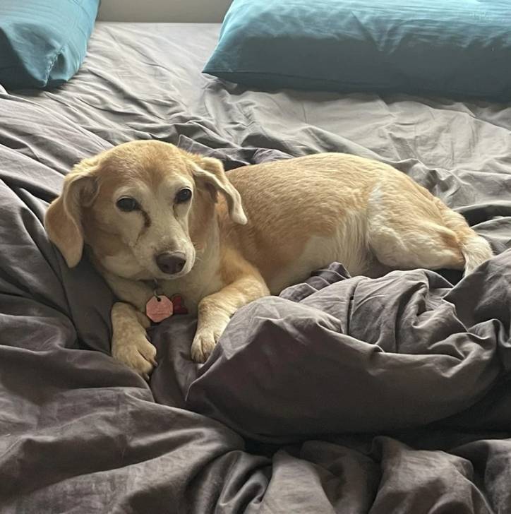 Un Border Beagle allongé sur un lit et portant un collier autour du cou