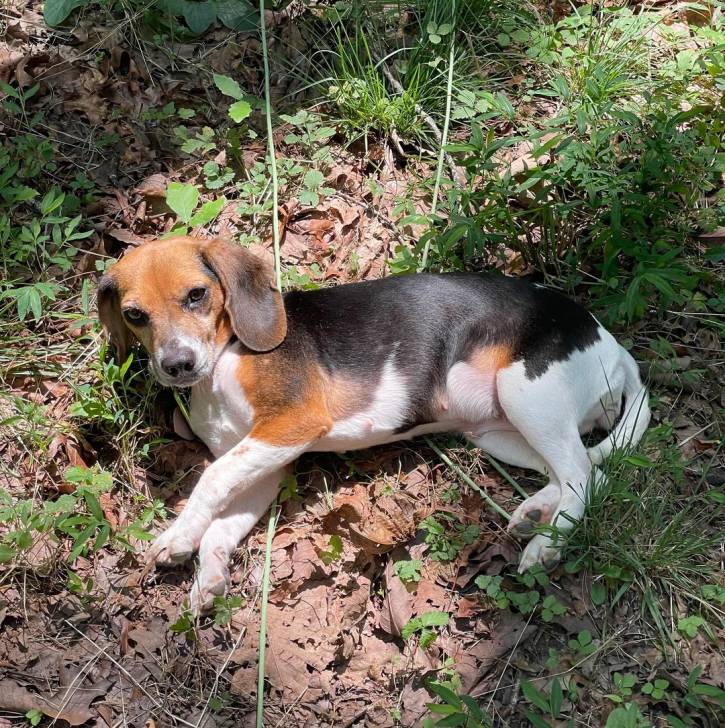 Un Border Beagle allongé sur un terrain herbeux et regardant vers la caméra