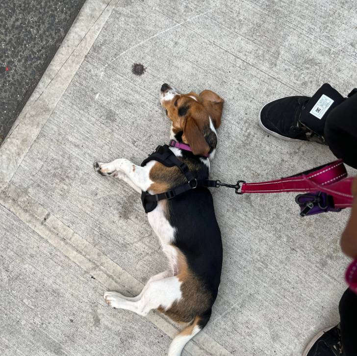 Un Border Beagle allongé sur une surface bétonnée et qui est tenu en laisse 