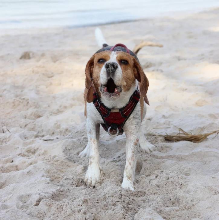 Un Border Beagle sur une surface sableuse et portant un harnais 