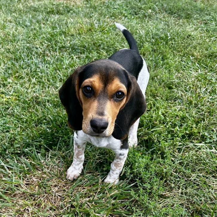 Un Border Beagle sur un terrain herbeux et regardant vers la caméra