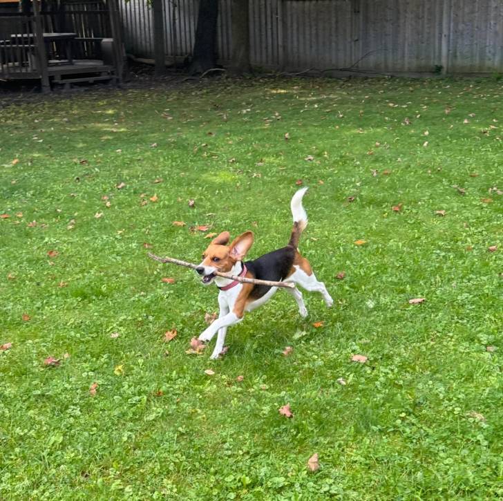 Un Border Beagle courant sur un terrain herbeux portant un collier autour du cou et ayant un bâton dans sa gueule 