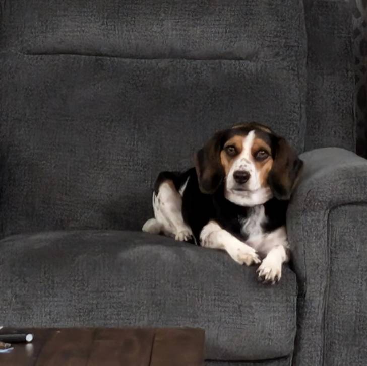 Un Border Beagle allongé sur un canapé et semblant détendu 