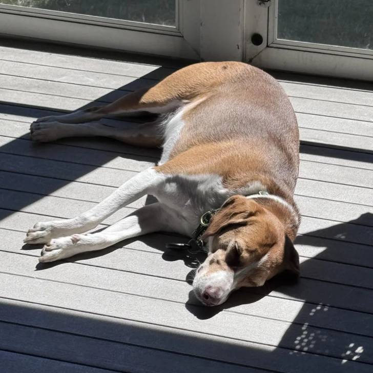 Un Border Beagle allongé sur un plancher et portant un collier autour du cou