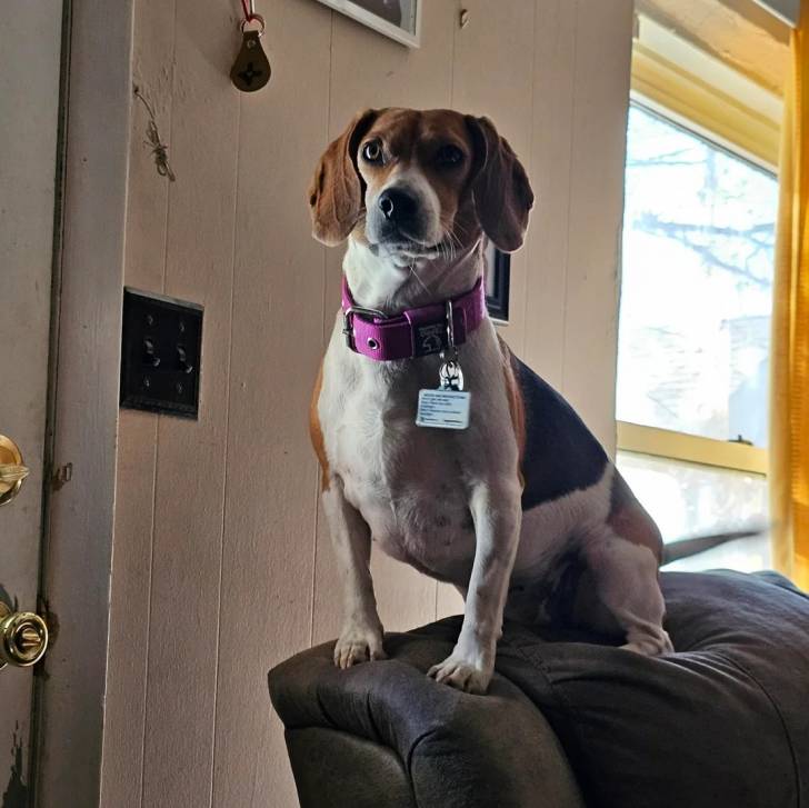 Un Border Beagle sur un canapé et portant un collier autour du cou