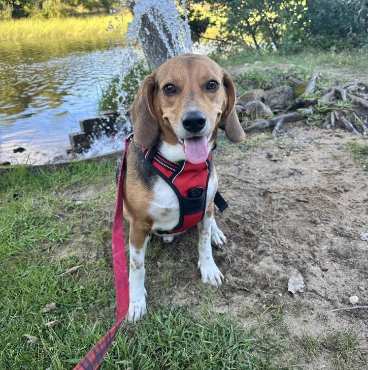 Un Border Beagle tirant la langue et qui est tenu en laisse 