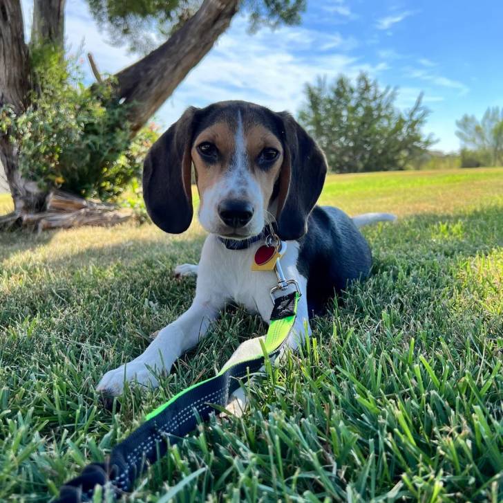 Un Border Beagle allongé sur un terrain herbeux et qui est tenu en laisse 