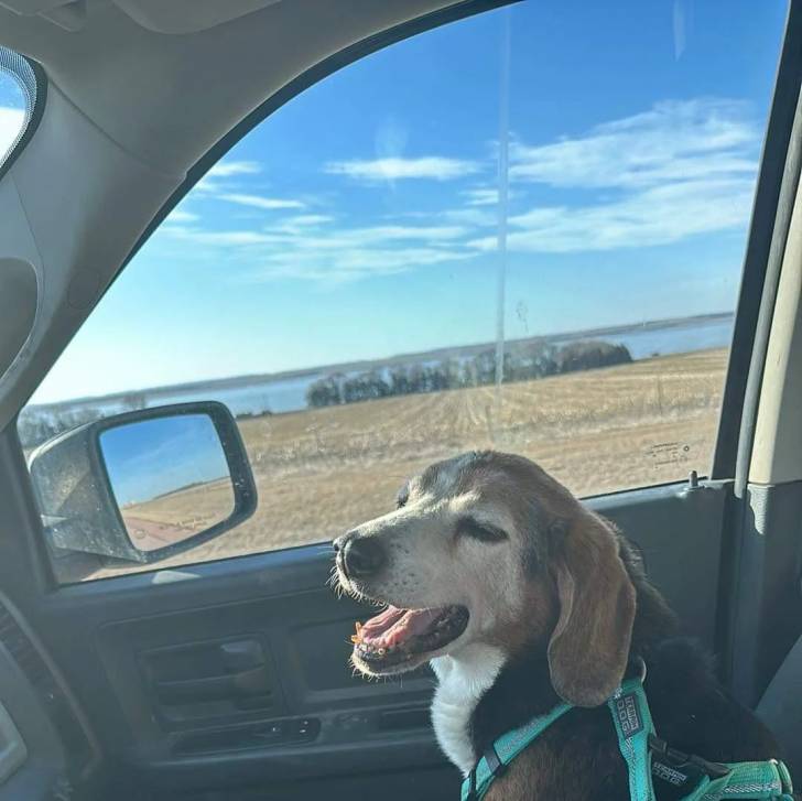 Un Border Beagle assis sur le siège d'une voiture et portant un harnais 