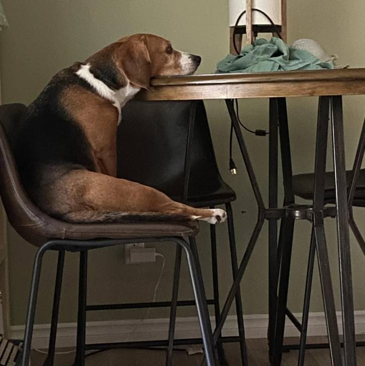 Un Border Beagle assis sur une chaise et ayant la tête posée sur une table 