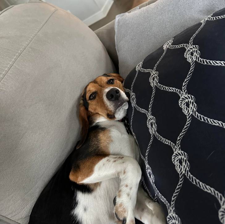 Un Border Beagle allongé sur un canapé et semblant détendu 