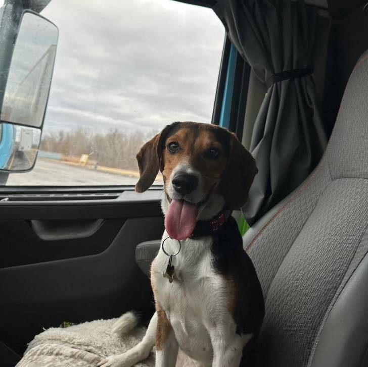 Un Border Beagle tirant la langue et portant un collier autour du cou