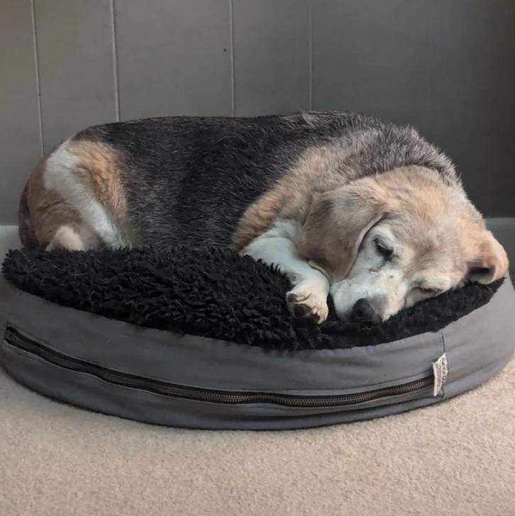 Un Border Beagle allongé dans un panier et semblant détendu