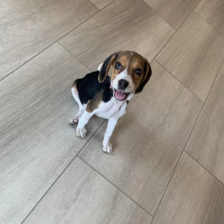 Un Border Beagle assis sur un sol carrelé et ayant la gueule légèrement ouverte 