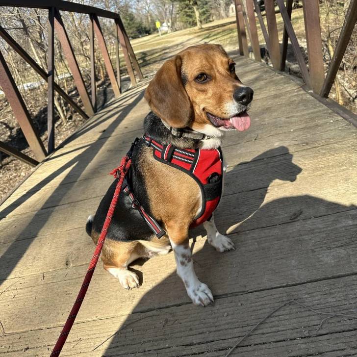 Un Border Beagle assis sur un pont en bois et qui est tenu en laisse 