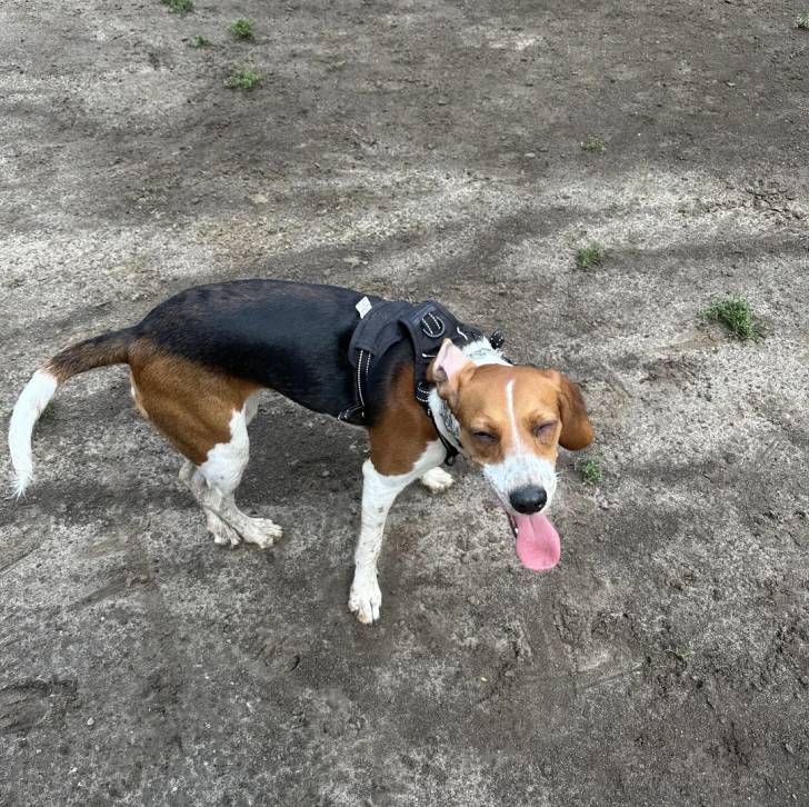 Un Border Beagle portant un harnais et tirant la langue 