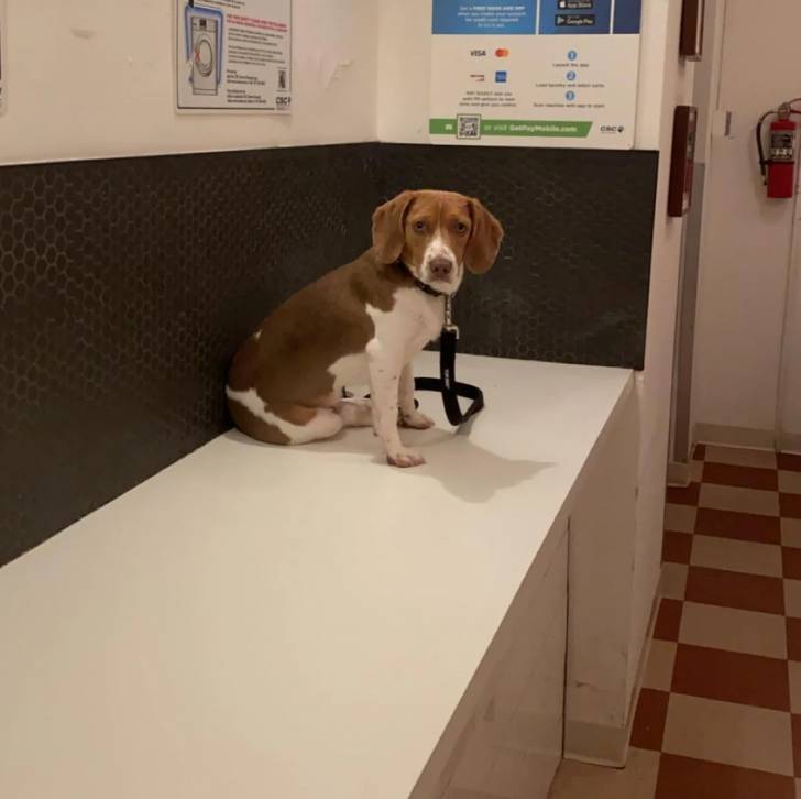Un Border Beagle assis sur une table et qui est tenu en laisse 