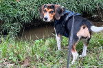 Un Border Beagle sur un terrain herbeux et qui est tenu en laisse 