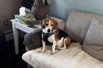 Un Border Beagle assis sur un fauteuil et portant un harnais 