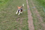 Un Border Beagle courant sur un terrain herbeux et qui est tenu en laisse 