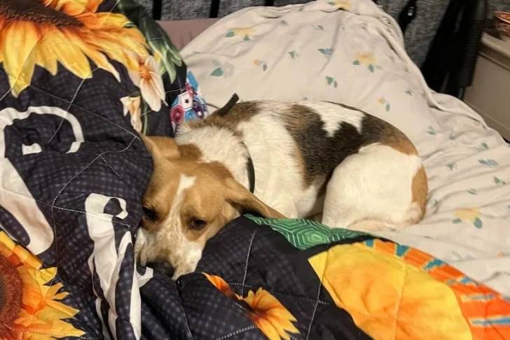Un Border Beagle allongé sur un lit et portant un collier autour du cou 