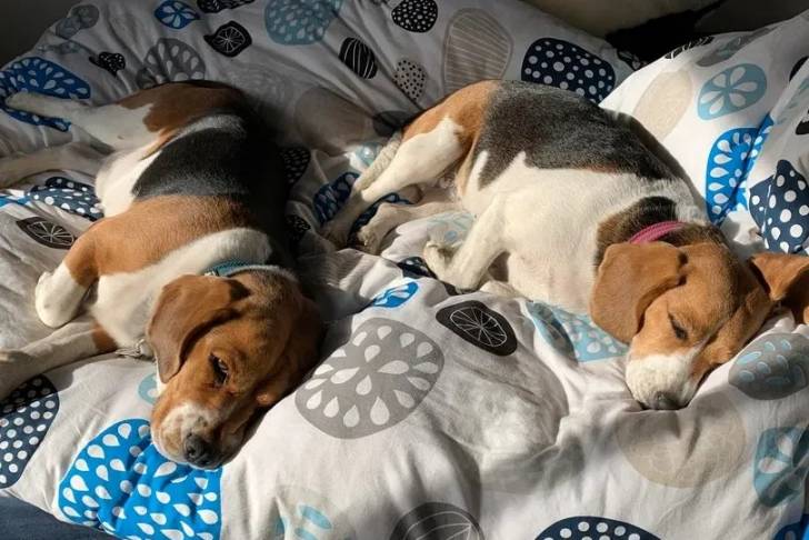 Deux Border Beagle allongés sur un lit et portant tous les deux un collier autour de leurs cous