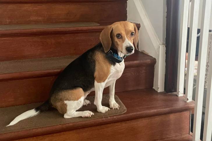 Un Border Beagle assis sur une marche d'escalier et portant un collier autour du cou