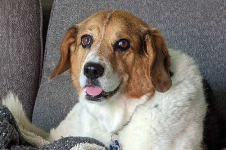 Un Border Beagle allongé sur un canapé et portant un collier autour du cou