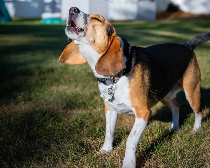 Un Border Beagle sur un terrain herbeux et portant un collier autour du cou