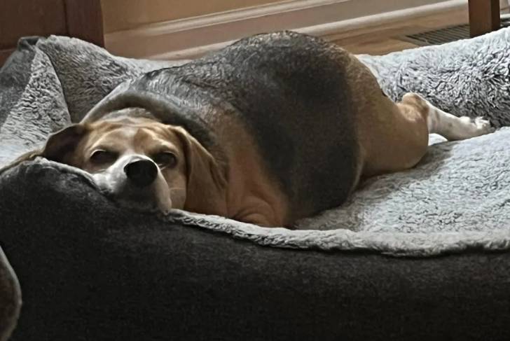 Un Border Beagle allongé dans un panier et semblant détendu 