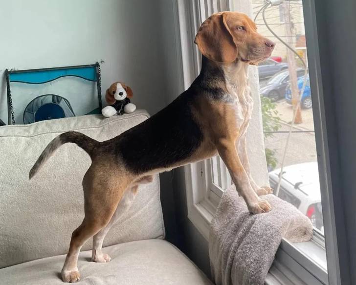 Un Border Beagle sur un canapé et regardant l'extérieur par une fenêtre