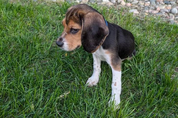 Un Border Beagle assis sur un terrain herbeux et semblant détendu