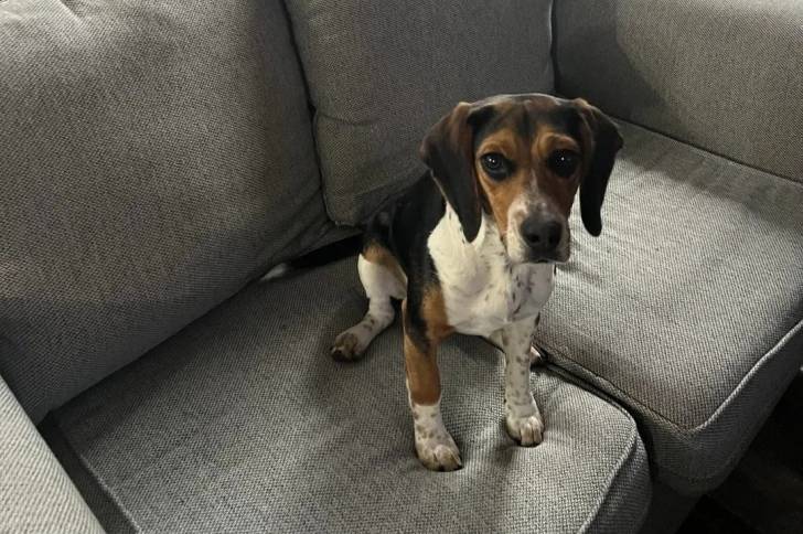 Un Border Beagle assis sur un canapé et regardant vers la caméra 