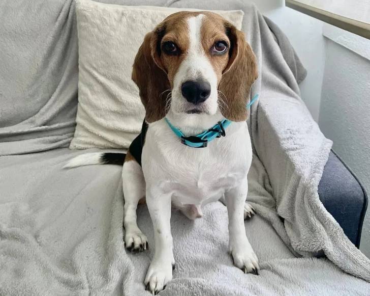 Un Border Beagle assis sur un canapé et portant un collier autour du cou