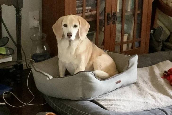 Un Border Beagle assis dans un panier et regardant vers la caméra 