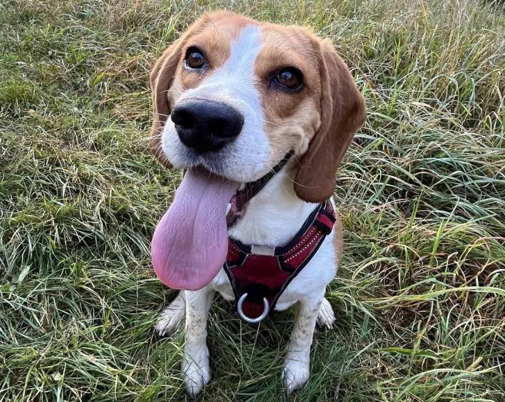 Un Border Beagle ayant la langue pendante et portant un harnais