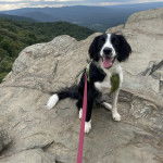 Un Sprollie assis sur un rocher et qui est tenu en laisse