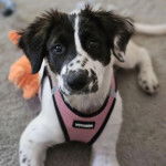 Un Sprollie allongé sur une moquette et portant un harnais 