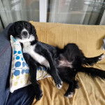 Un Sprollie allongé sur un canapé et semblant détendu 