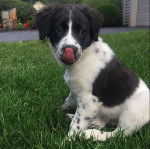 Un chiot Sprollie assis sur une surface gazonnée et léchant son museau 