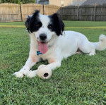 Un Sprollie allongé sur un terrain herbeux ayant la langue pendante et portant un collier autour du cou 