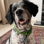 Un Sprollie assis sur un tapis et portant un collier autour du cou