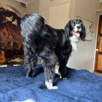 Un Sprollie sur un lit et ayant la gueule légèrement ouverte 