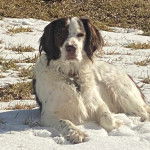 Un Sprollie allongé sur une surface enneigée et portant un collier autour du cou