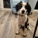 Un Sprollie assis sur un plancher et portant un collier autour du cou