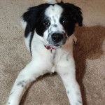 Un Sprollie allongé sur une moquette et portant un collier autour du cou