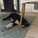 Un Sprollie allongé sur un tapis et regardant vers la caméra 