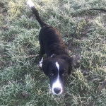 Un Sprollie sur une surface herbacée et qui est tenu en laisse 