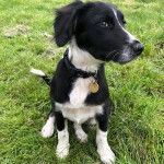 Un Sprollie assis sur un terrain herbeux et portant un collier autour du cou