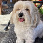 Un Havashire assis sur un canapé et tirant la langue